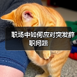 职场中如何应对突发辞职问题（图3）