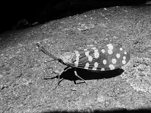 【“十五五”我所思·我所盼】把基础科学的根基打得更牢