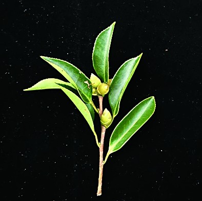 首个体细胞克隆猴诞生，灵长类克隆技术获重大突破