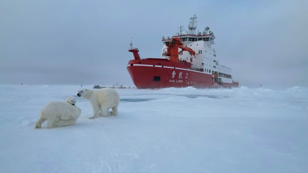 北极科考防熊记