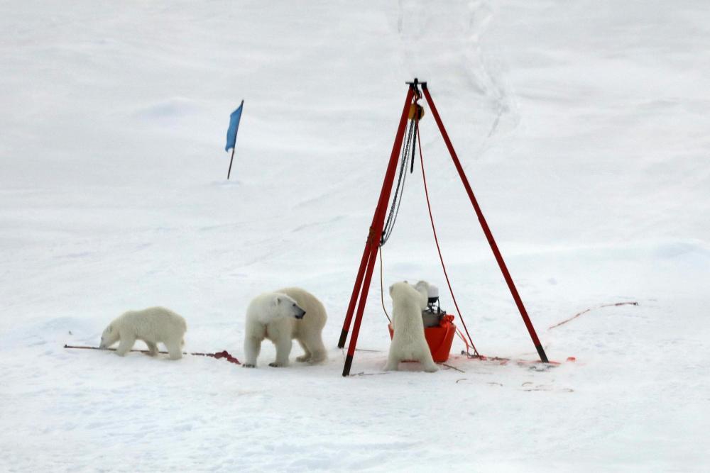 北极科考防熊记