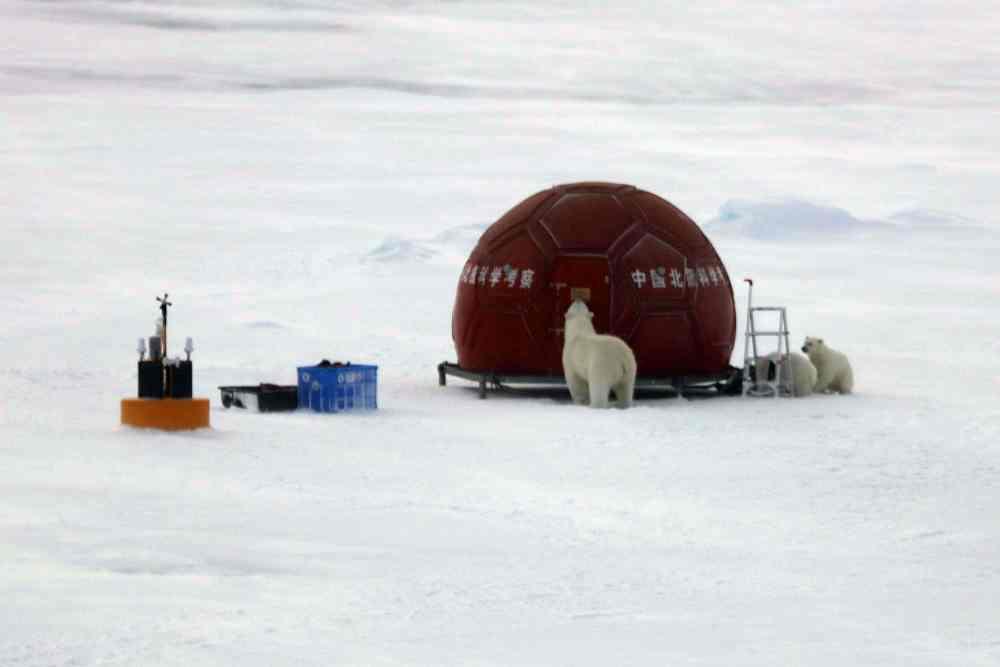 北极科考防熊记