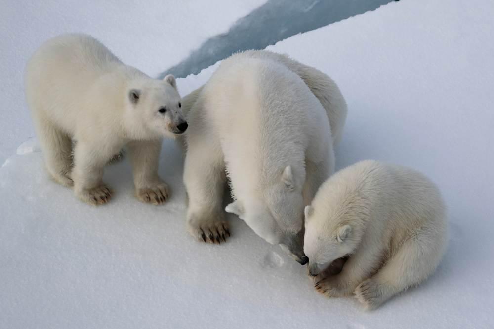 北极科考防熊记