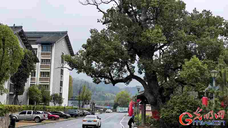 新春走基层｜三明有片“医疗碳汇林”